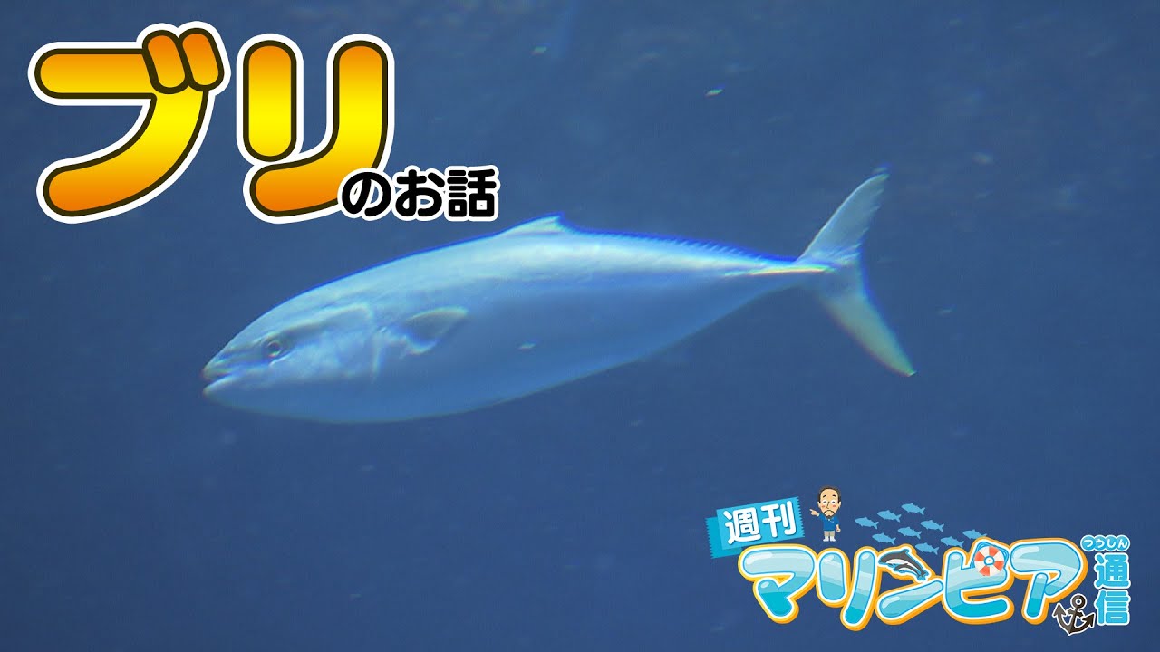 週刊マリンピア通信　＃184 ブリ