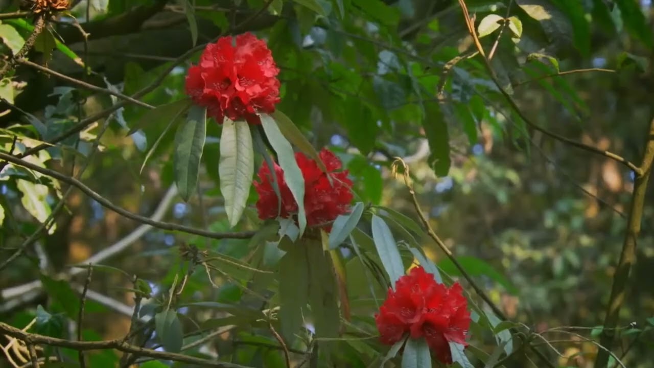 Forseti - Heilige Welt (Türkçe Çeviri)