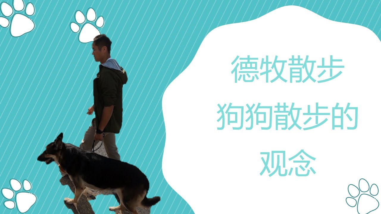 和德牧散步，散步的正确打开方式