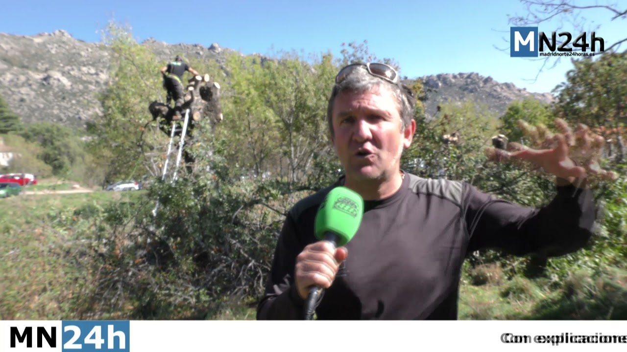 En qué consiste la técnica ancestral del fresno trasmocho