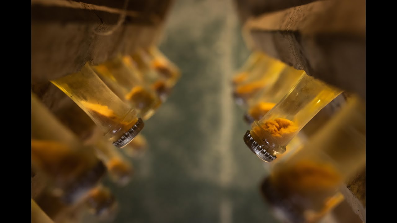 Los secretos de la elaboración del Cava
