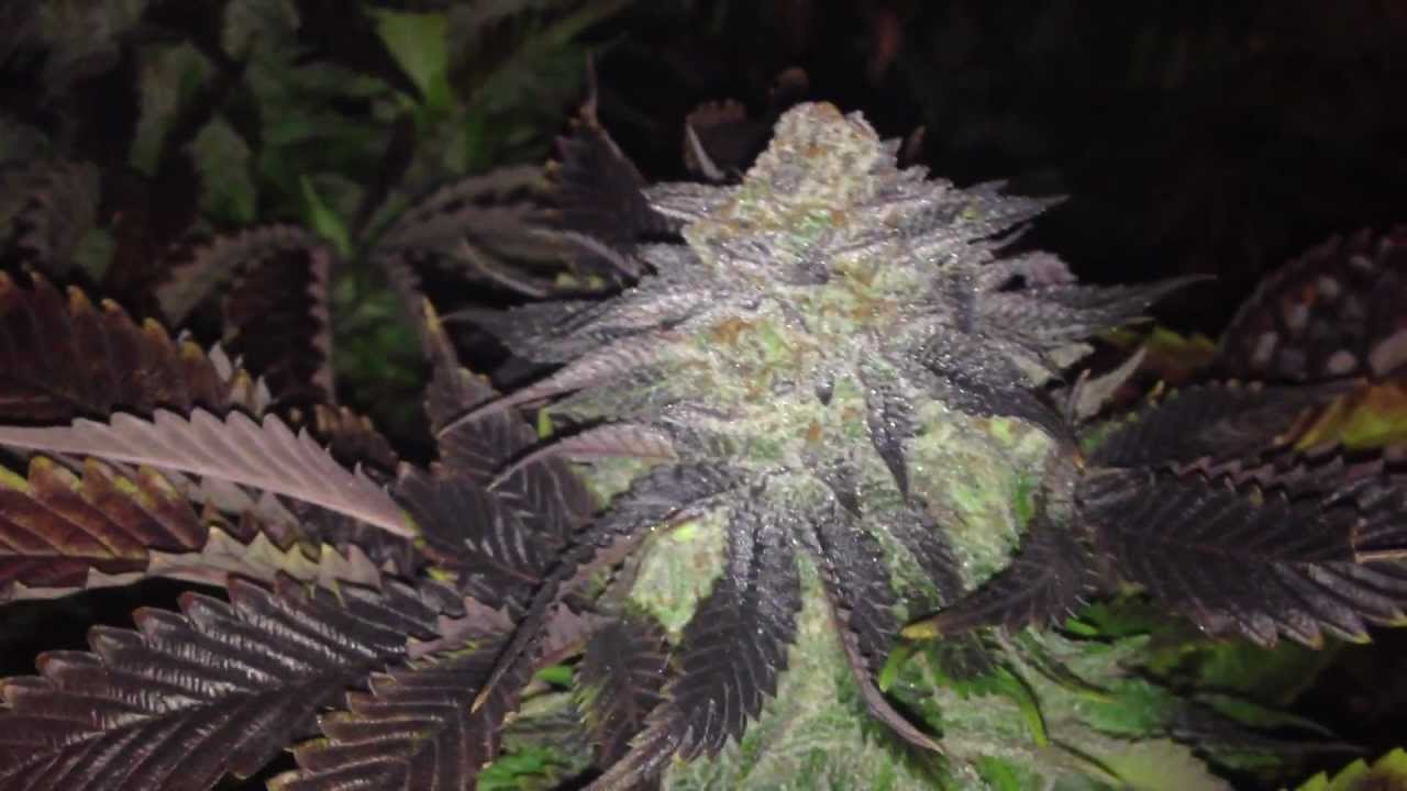 LA Confidential & Purple Alien OG Kush Grow | Day 65 of Flower