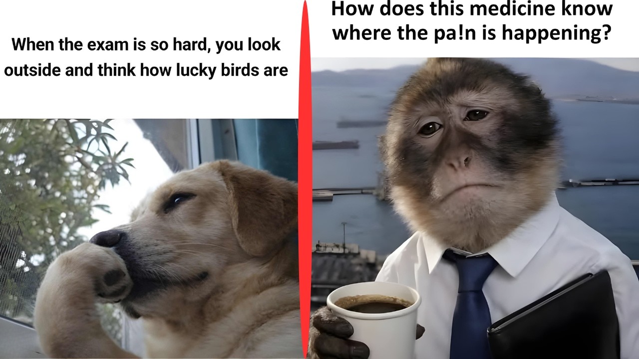 Internet Memes That Will Never Make Sense 😂 | Funny Meme Compilation