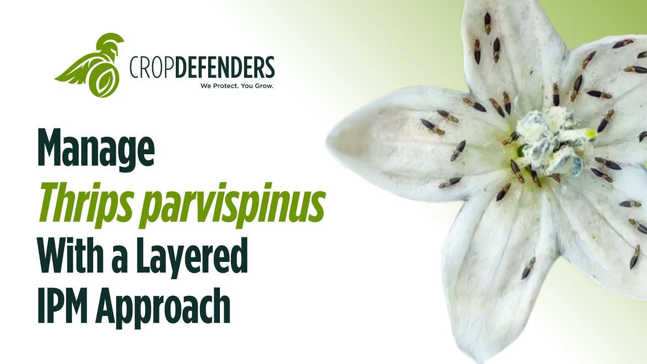 Managing Thrips parvispinus: A Layered IPM Approach That Works!