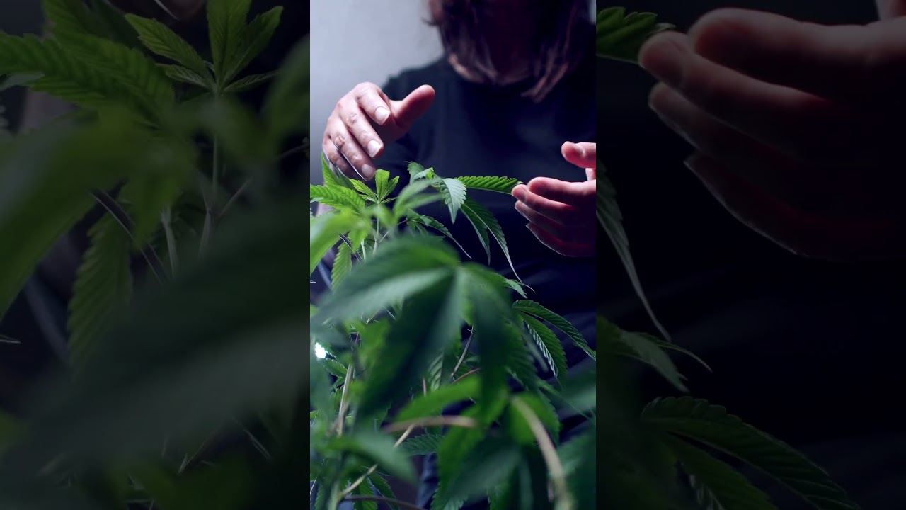 🌱 Chill R&B Vibes with Marijuana Plant Care | Relaxing Instrumental Music & Nature Aesthetics