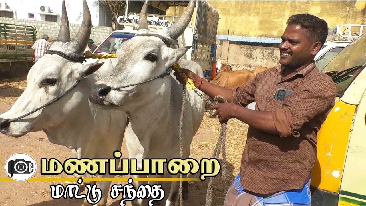 Manapparai mattu santhai | மணப்பாறை மாட்டு சந்தை