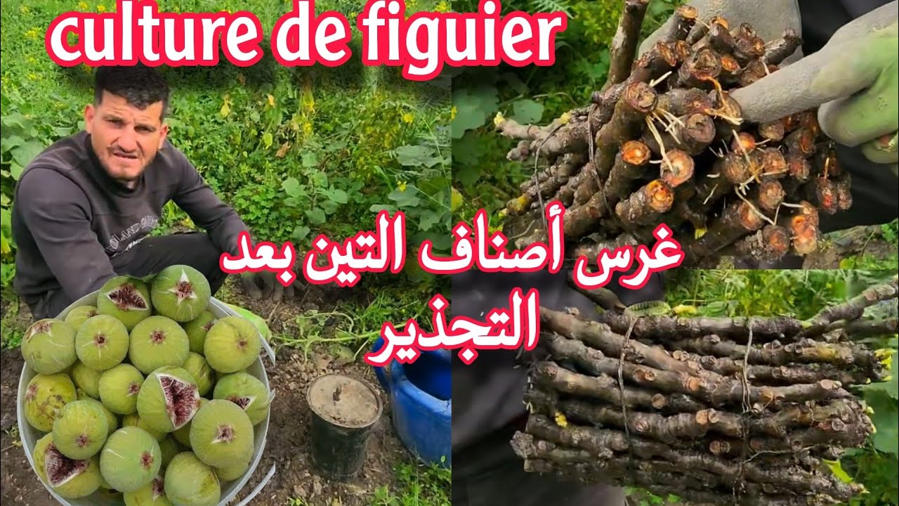 Culture de figuiers sous tente  طريقة غرس أقلام التين بعد عملية التجذير 