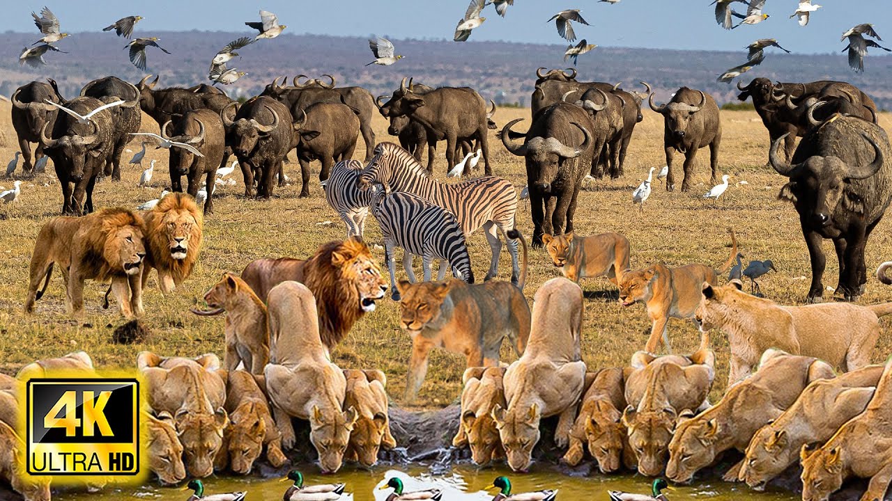 4K African Wildlife: Kissama National Park - Relaxing Nature & Wildlife Secrets - Animal Documentary