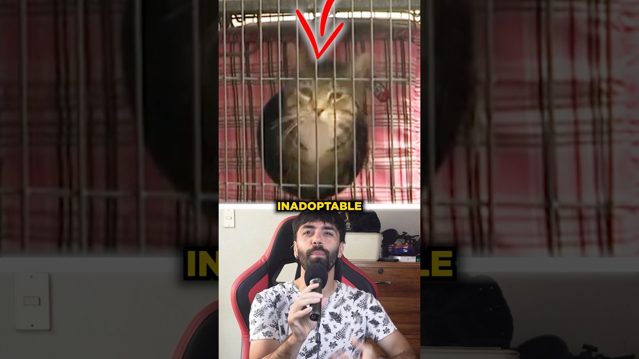 Este gato tuvo la mejor PUBLICIDAD para ser adoptado 😱 #sabiasque #curiosidades