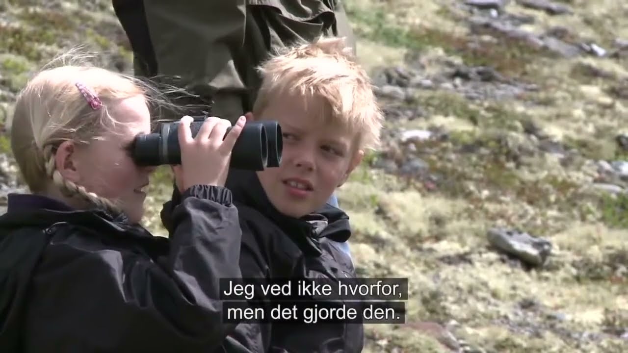 Anne-Vibeke Rejser - Nordkap - kom tæt på vilde moskus på Dovre fjell