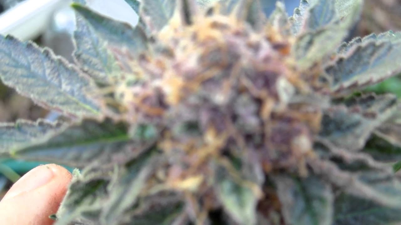 Purple Diesel indoor harvest HD