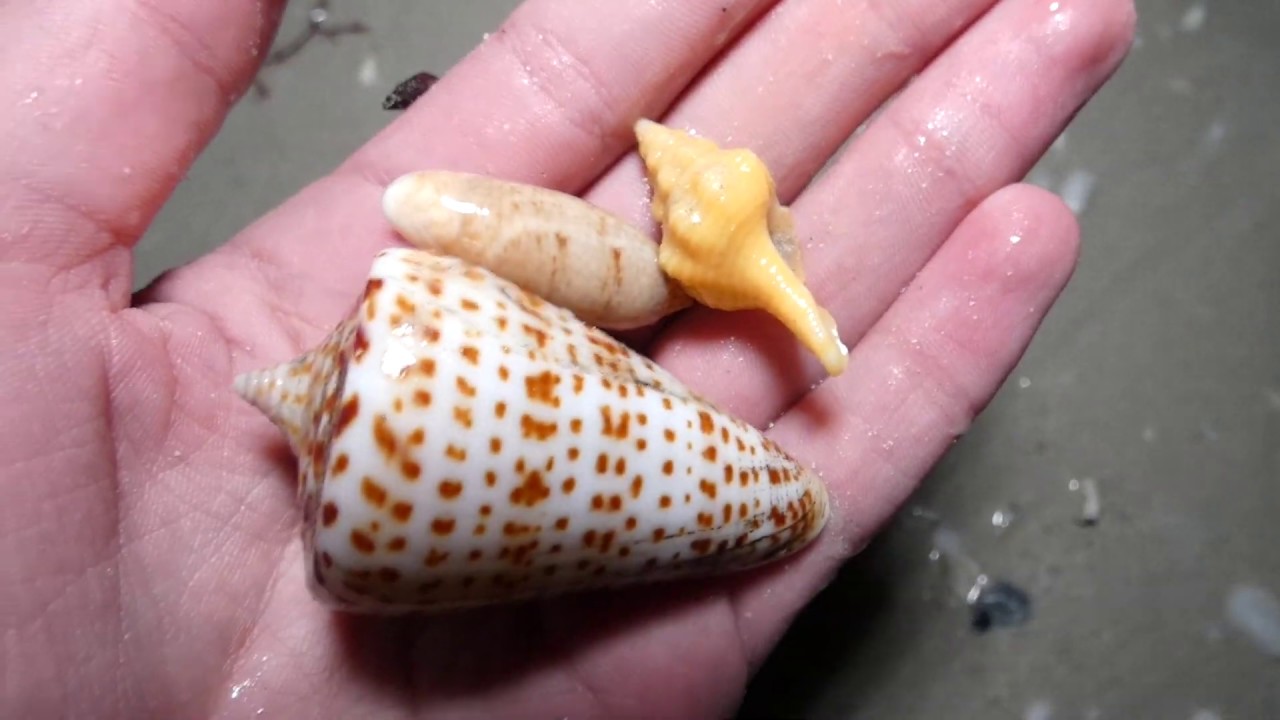 Incredible shelling on Sanibel continues!