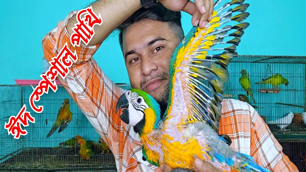 ঈদ স্পেশাল পাখির কালেকশন | Bolivian Blue Gold Macaw Parrot | Sk Shokher Pakhi | Baby Birds পাখির হাট