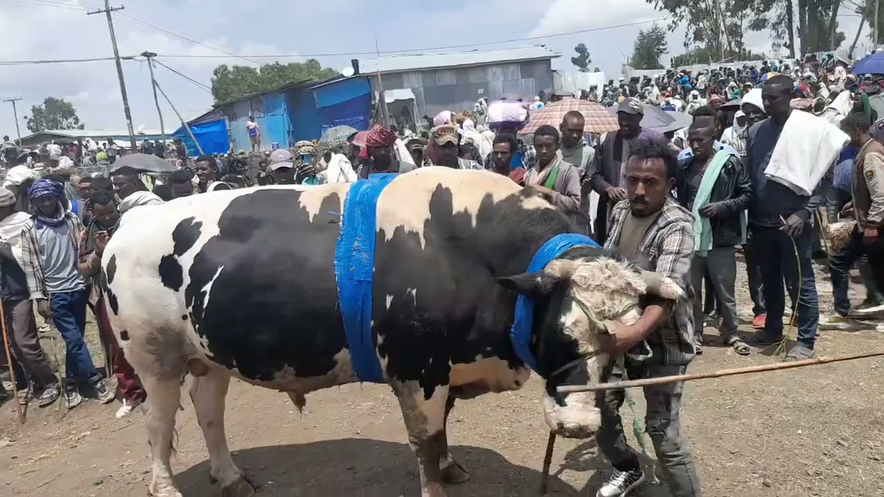 ቀን 4/8/2017 ዓ.ም የጅሩ ውብ ሙሽራ ድልብ