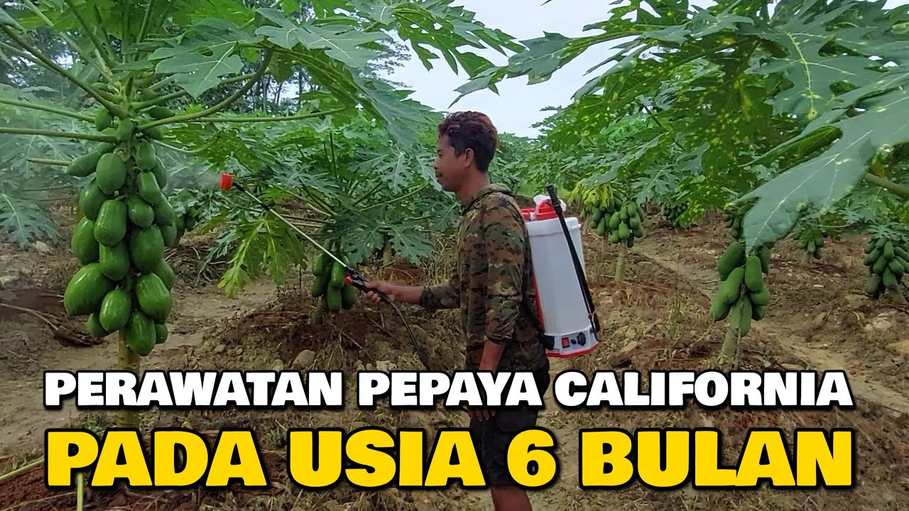 MELIHAT MAS WONDO YANG SEDANG MELAKUKAN PENYEMPROTAN PADA PEPAYA CALIFORNIA || PEPAYA USIA 6 BULAN