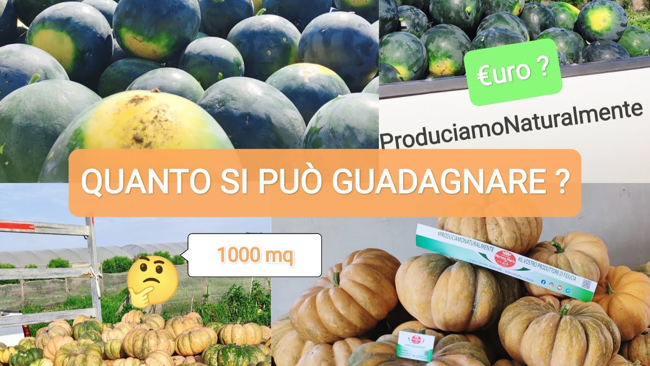 Quanto si può guadagnare coltivando 1000 mq di Zucca e di Anguria a Pieno Campo