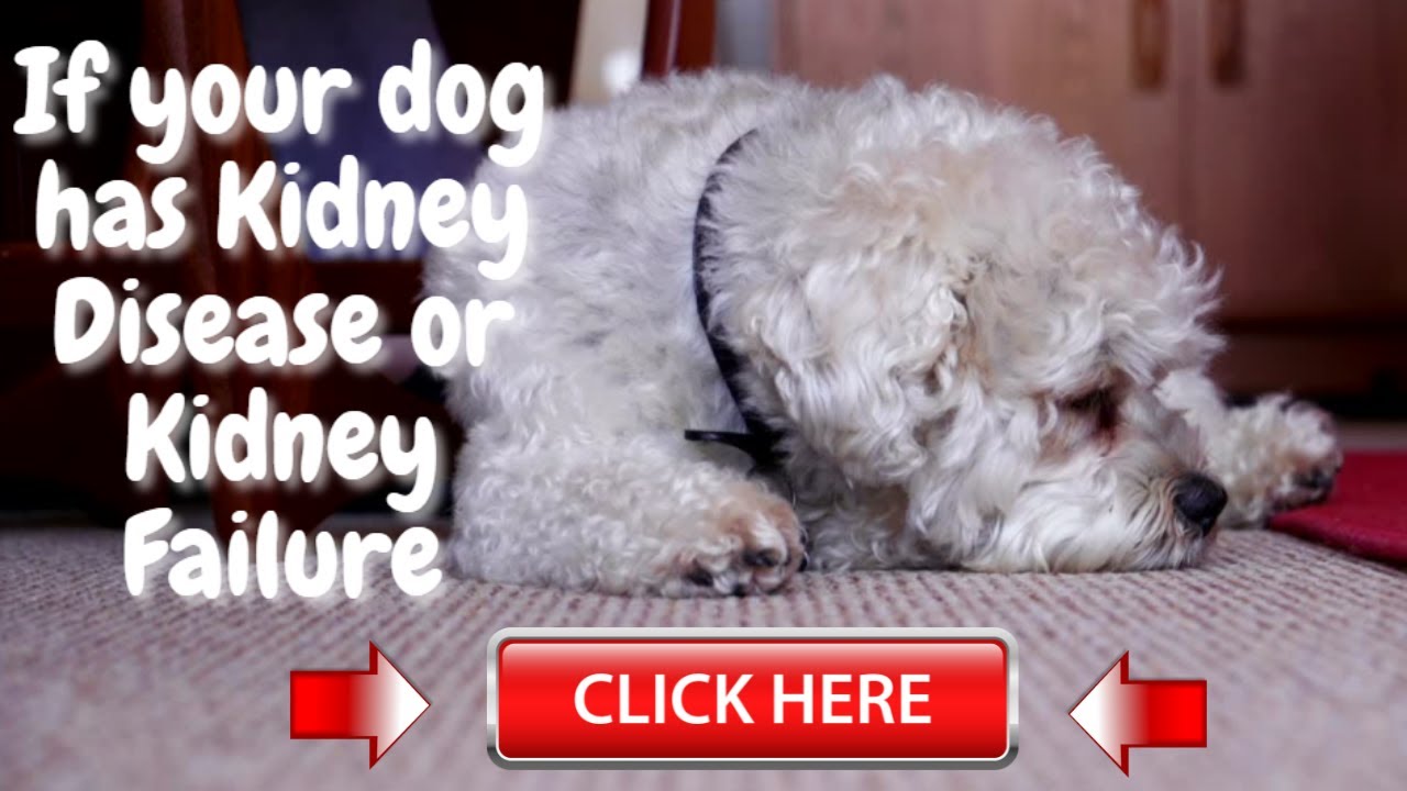 Watch this if your dog has Kidney Disease/Failure | Dr. Harveys Miracle Dog food |