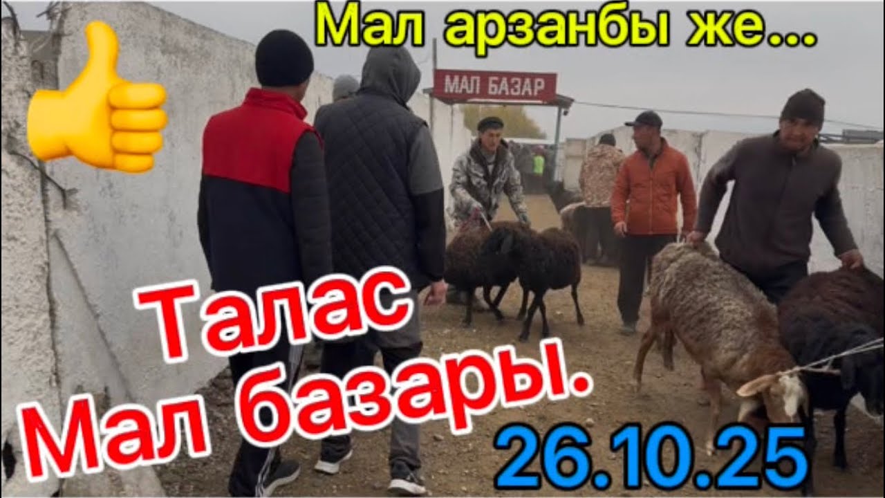 Талас мал базары 26 октября 2025 г.