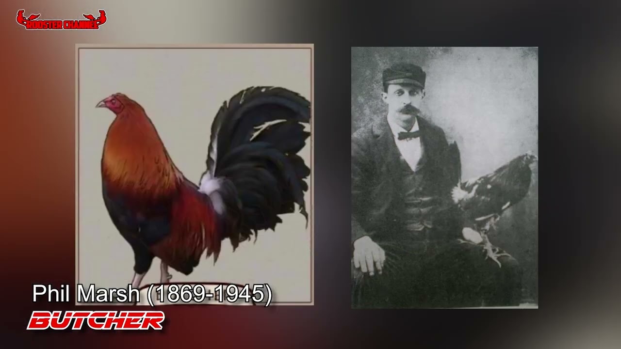 Rooster Channel I History of BUTCHER