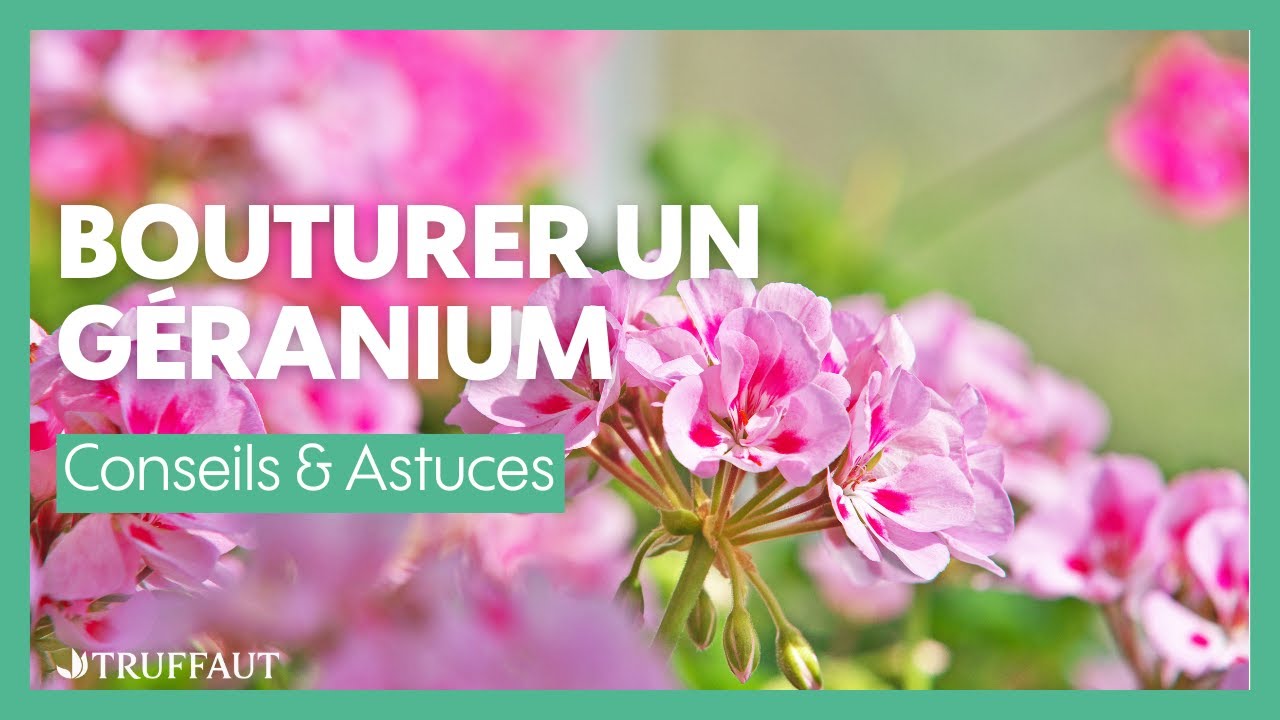 Bouturer un géranium  -  Truffaut