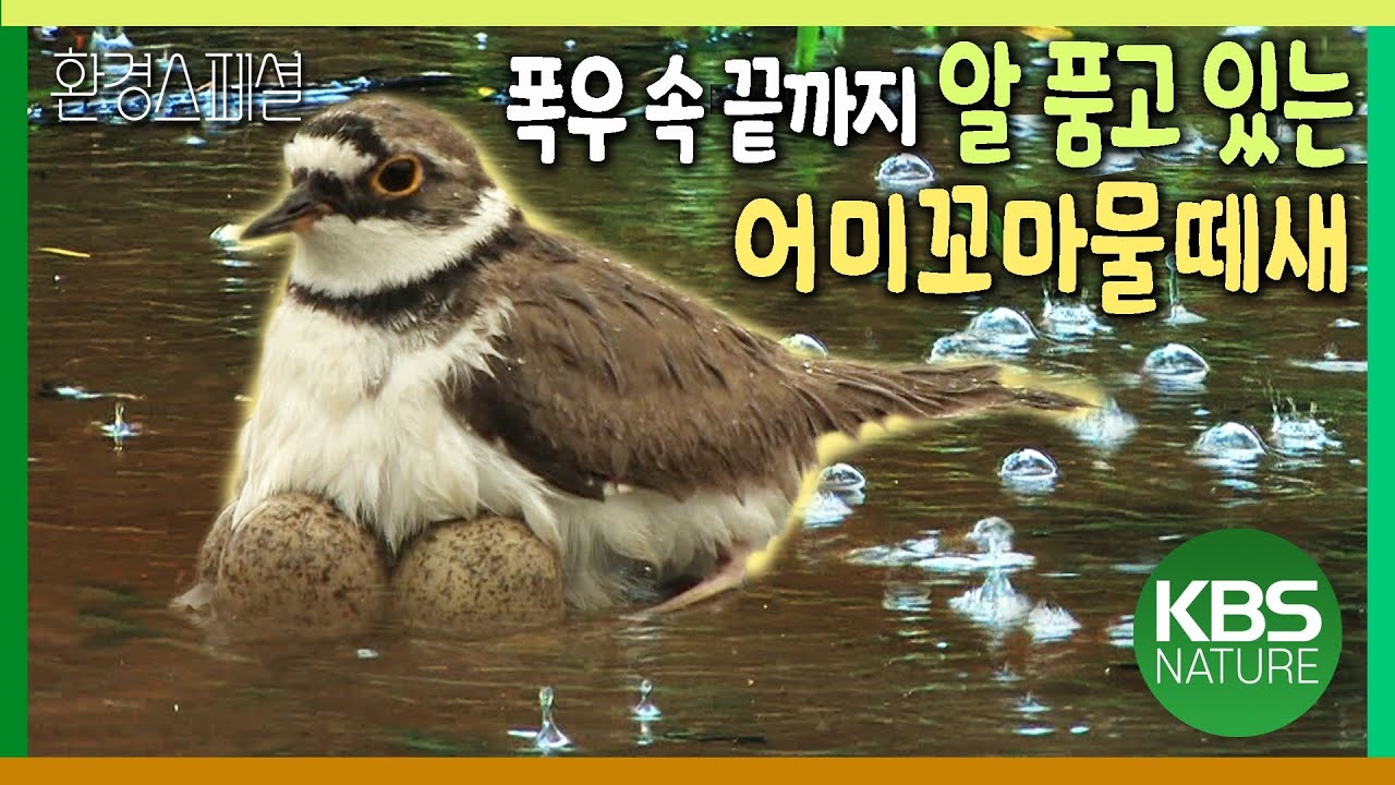 폭우 속에서 끝까지 알 품고 있는 어미꼬마물떼새 [환경스페셜-새들의 작은 천국 미사리 공원] / KBS 20110921 방송