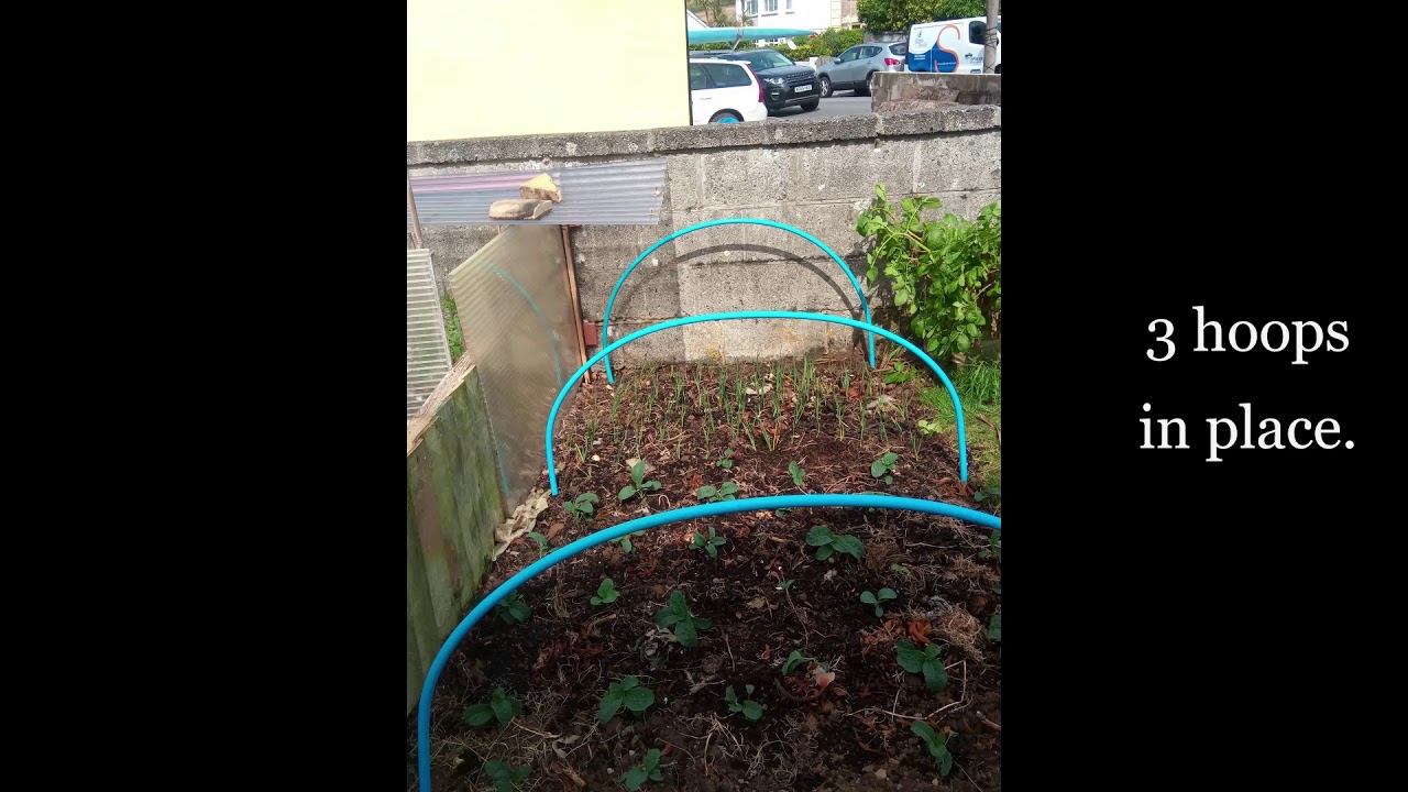 Homemade Brassica Cage