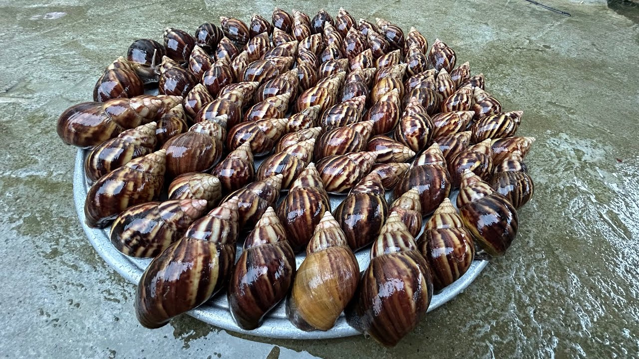 MÓN ỐC SÊN (Ốc Ma) SIÊU NHỚT| ẨM THỰC NHỮNG NGÀY MƯA GIÓ TRÊN MIỀN NÚI - Bùi Văn Trọng