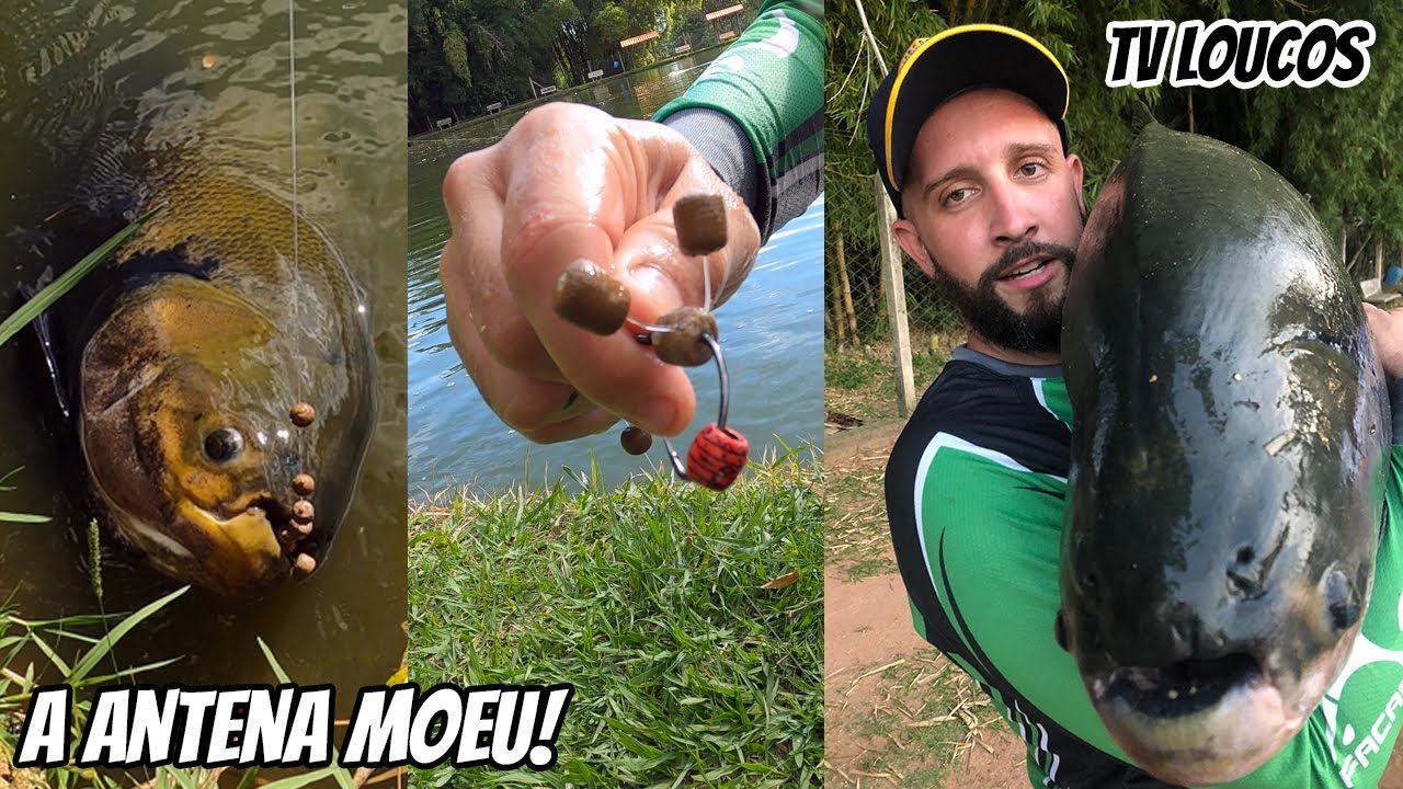 TV LOUCOS 113 - VERDÕES MONSTROS E MUITO PEIXE NA BOIA CEVADEIRA E ANTENA! RECANTO DOS GIGANTES