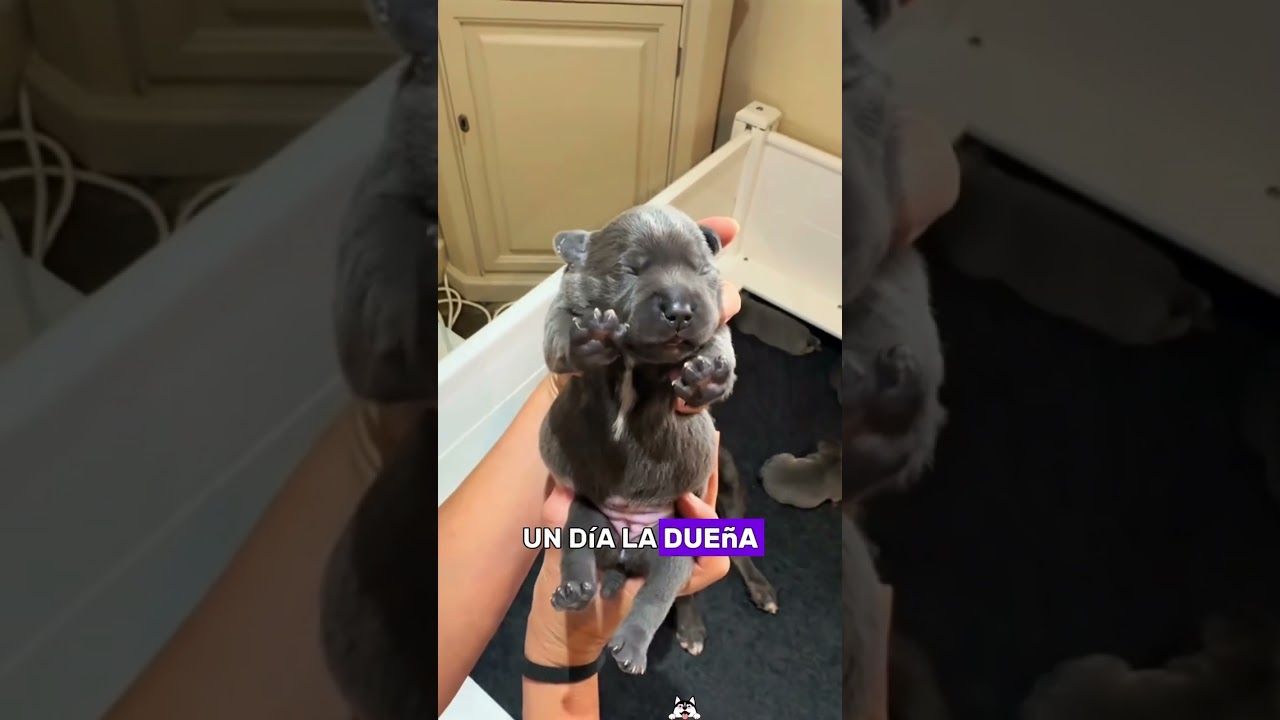 She Couldn&rsquo;t Have Puppies&hellip; Until This Little Surprise Arrived#animals#Friendship #Us#dog