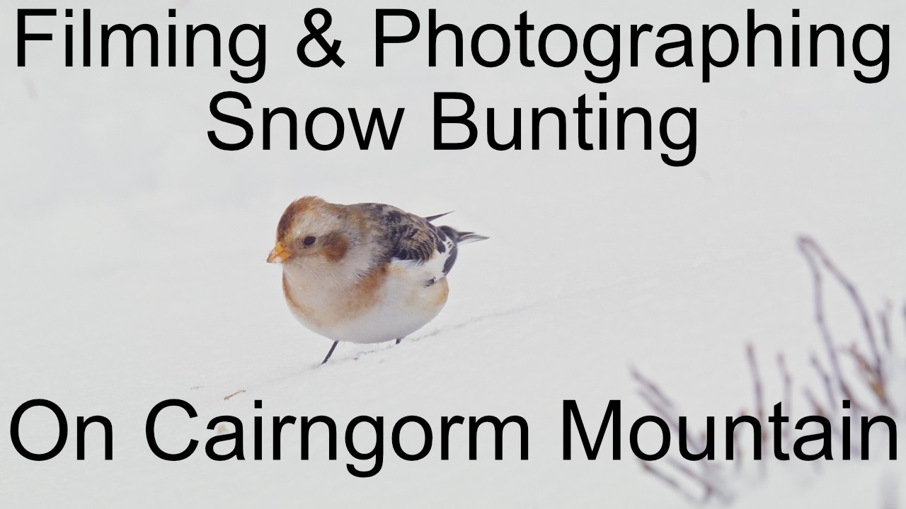 Wildlife filming & Photographing Snow Bunting Cairngorm Mountain