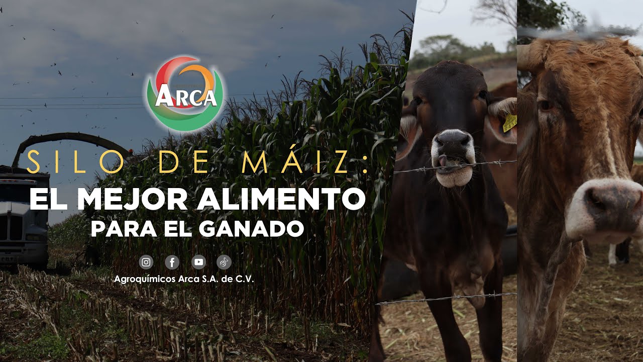 SILO DE MAÍZ II EL MEJOR ALIMENTO PARA EL GANADO II JAMAPA VERACRUZ II MAÍZ II  ARCA BLOGS