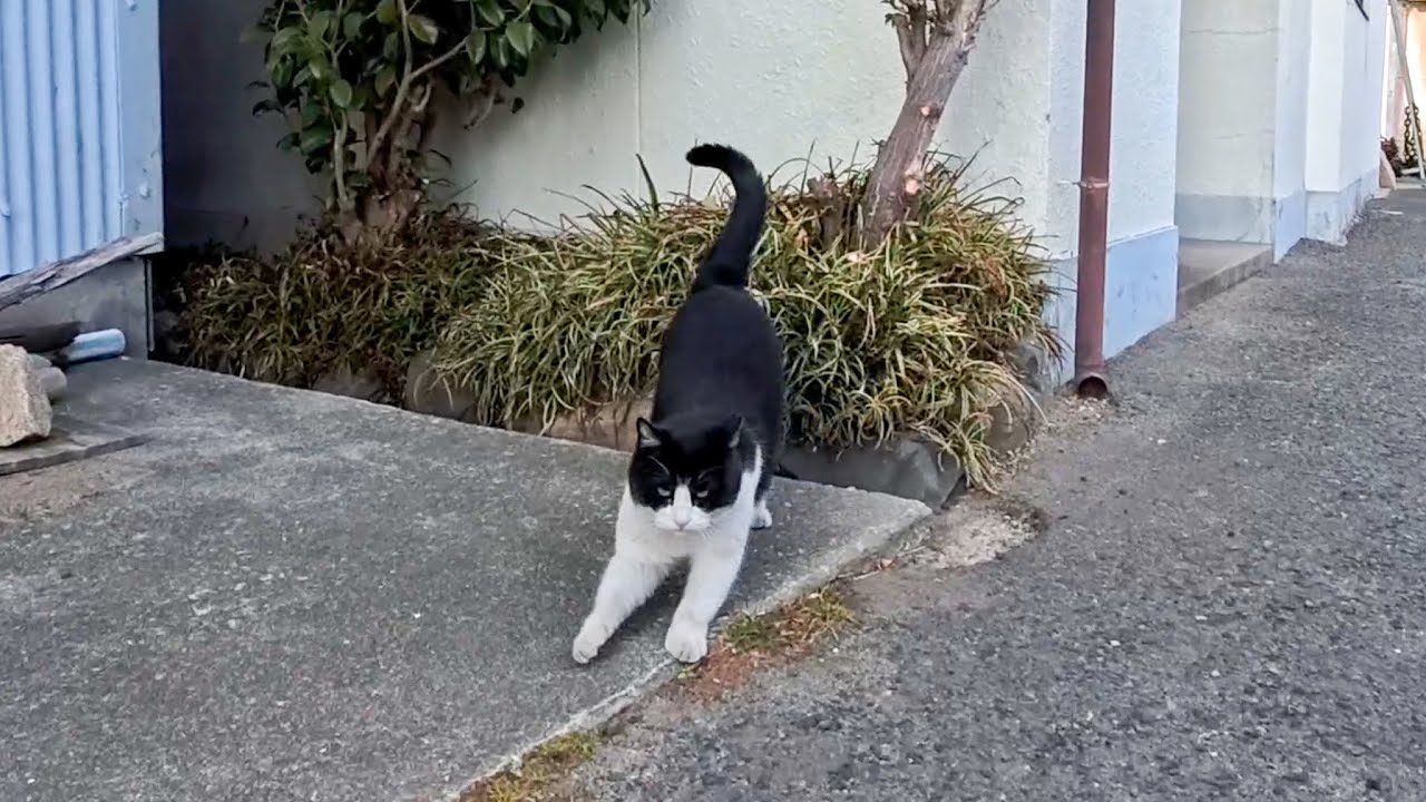漁港の街でよく喋るハチワレ猫に出会った
