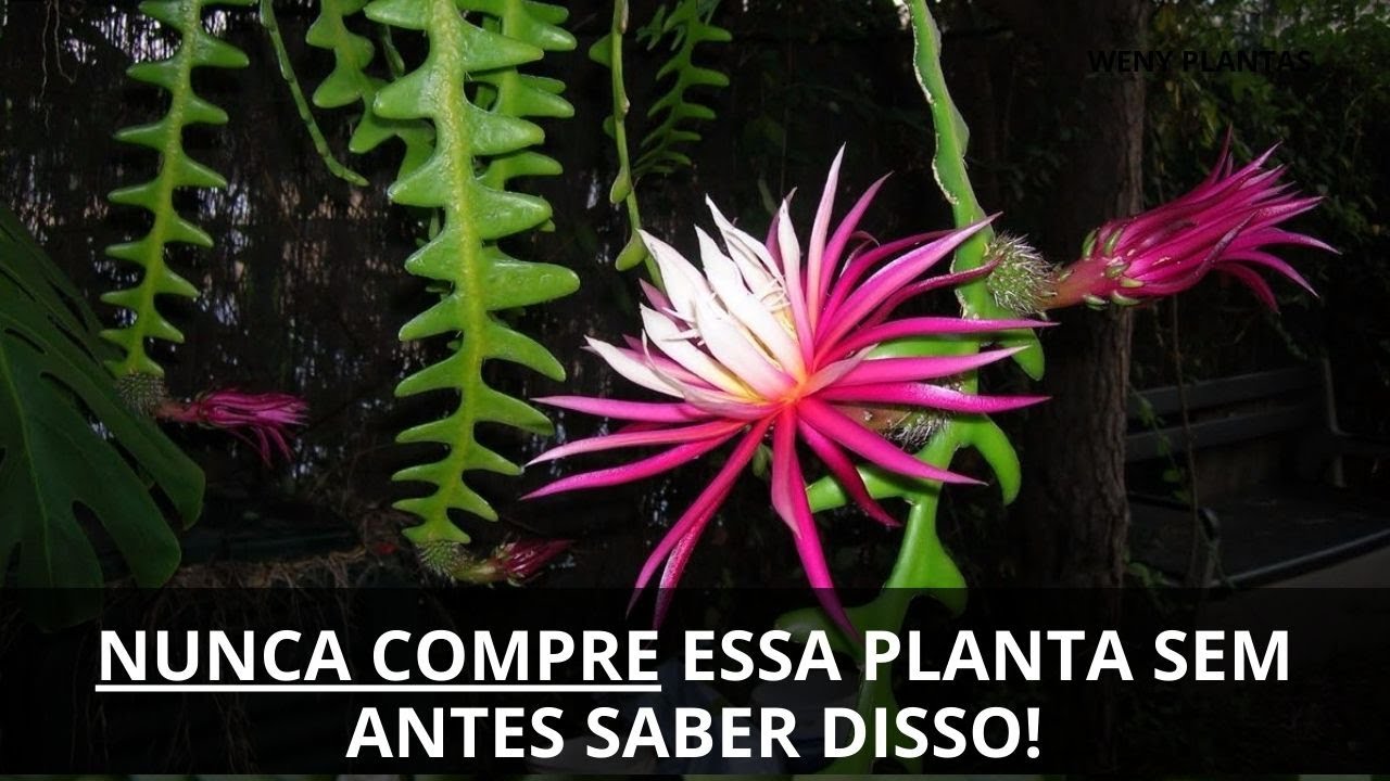 ⭕ NÃO COMPRE Antes de Aprender Como Cuidar do Seu Cacto Sianinha e Deixá-la linda e saudável