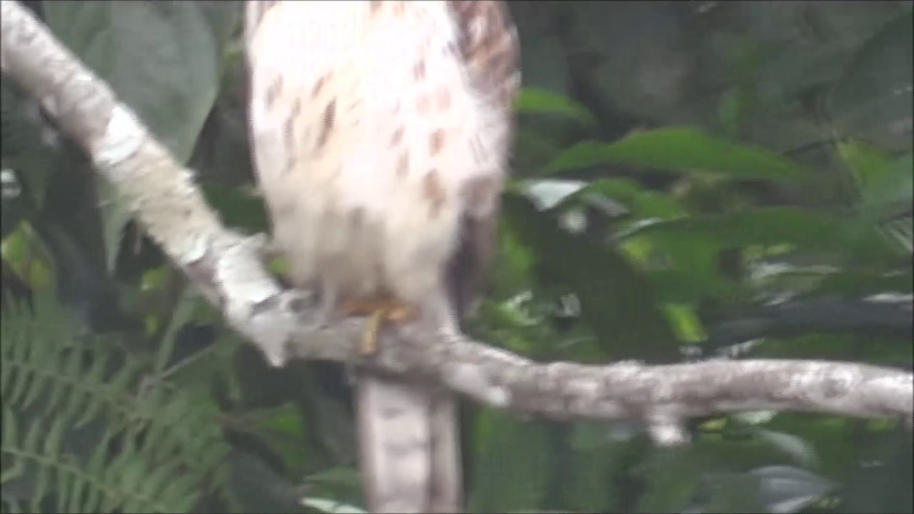 Video Aves casa buteo