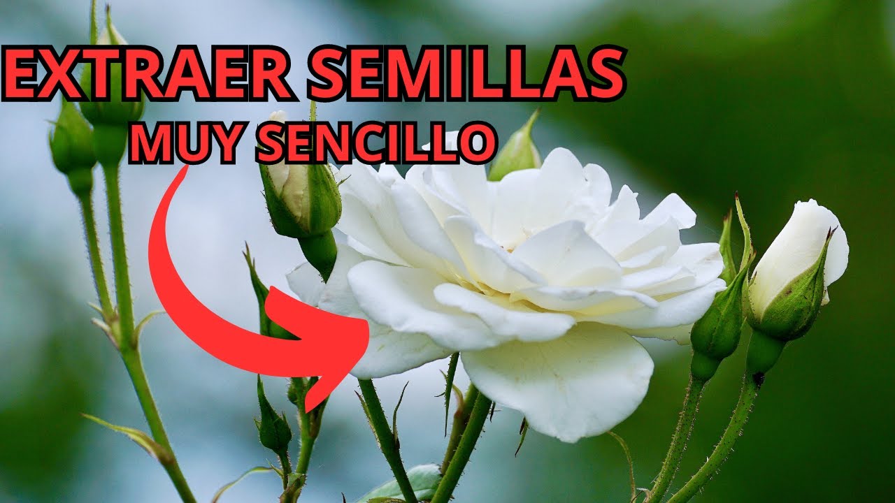 Extraer semillas de un ROSAL de Manera RAPIDA, FACIL Y SENCILLA. Paso a Paso (parte 1)