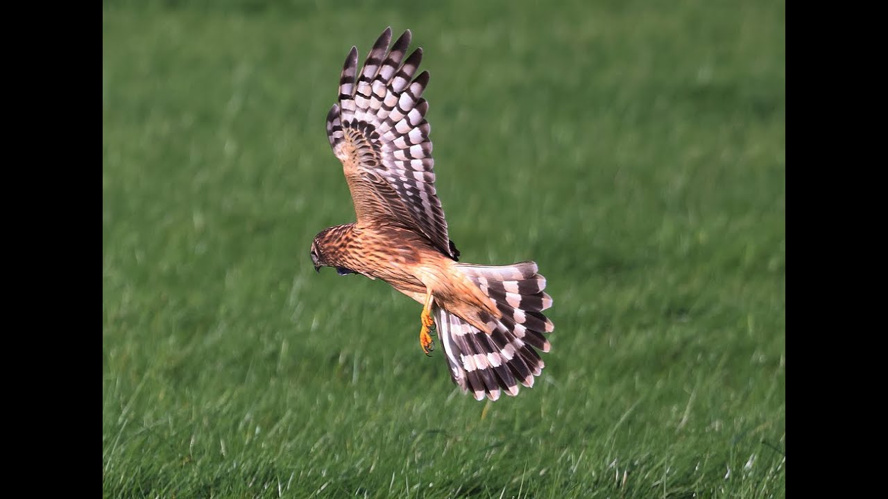 Die Kornweihe - Ein seltener Raubvogel &uuml;ber den Wiesen.