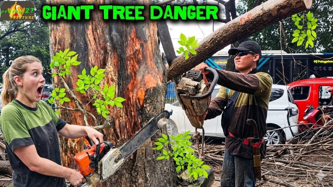 HIGH RISK! Danger's Giant Tree feeling Falling Near Passing Cars