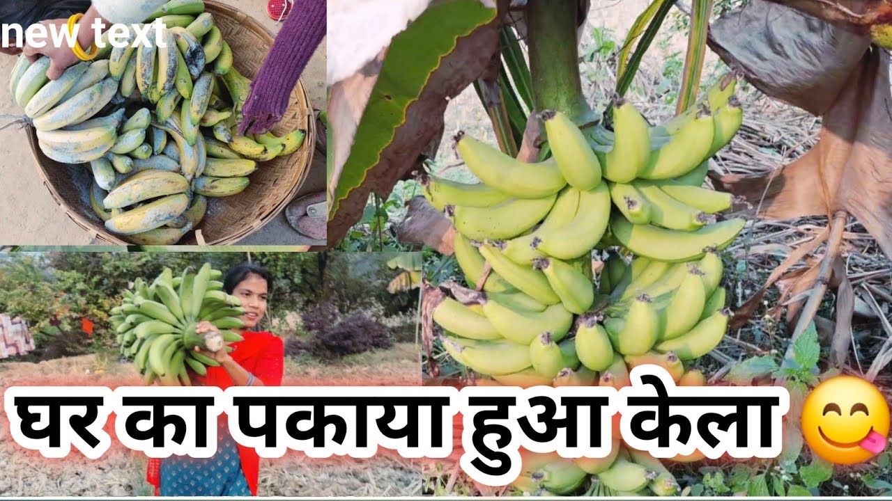 घर का पकाया हुआ केला 😋,घर का कच्चा केला कैसे पकाये?,कच्चा केला पकाने का बेस्ट तरीका 🤗#vlog 