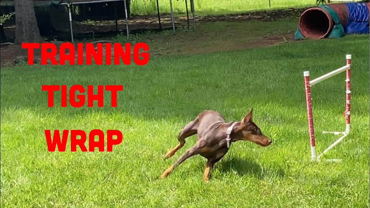 How To Train A Dog To Wrap An Agility Jump - Collection Cues