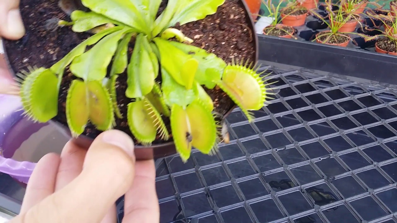 Cuidados Básicos: Dionaea Muscipúla (Venus Atrapamoscas) por Green Carnivorous