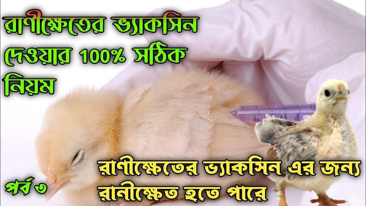 দেশি মুরগির বাচ্চার রাণীক্ষেতের ভ্যাকসিন দেওয়ার সঠিক নিয়ম #shakilfarming #দেশি_মুরগির_বাচ্চা #টিকা