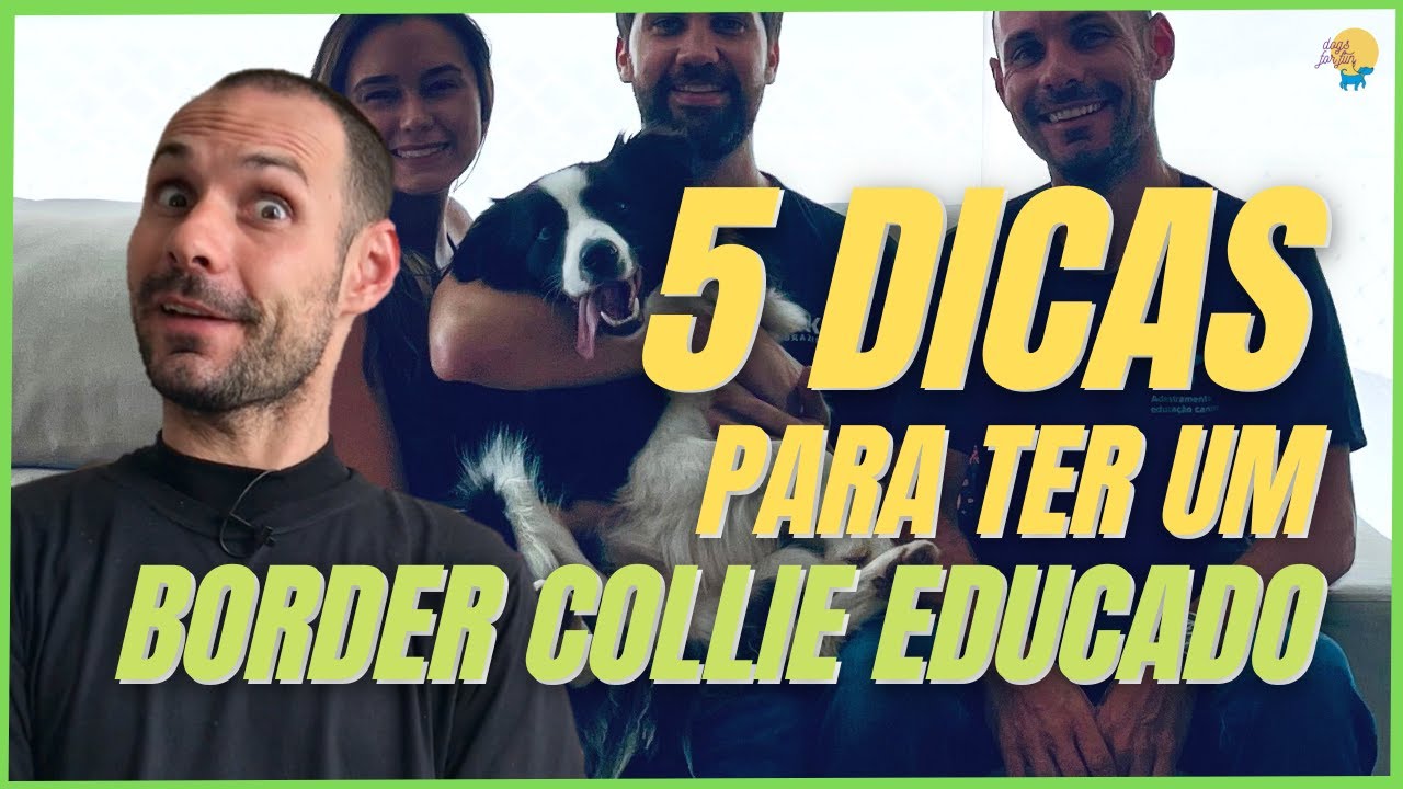 BORDER COLLIE QUE FUNCIONA! CINCO COISAS QUE APRENDI COM OS TUTORES DE BC QUE DERAM CERTO