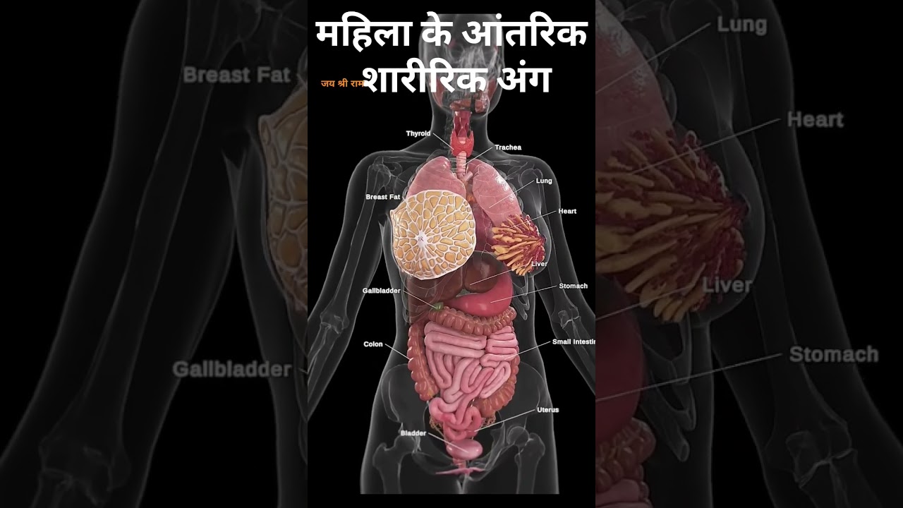 Internal part of female body|female body parts|female reproductive system #shorts #viral #trending