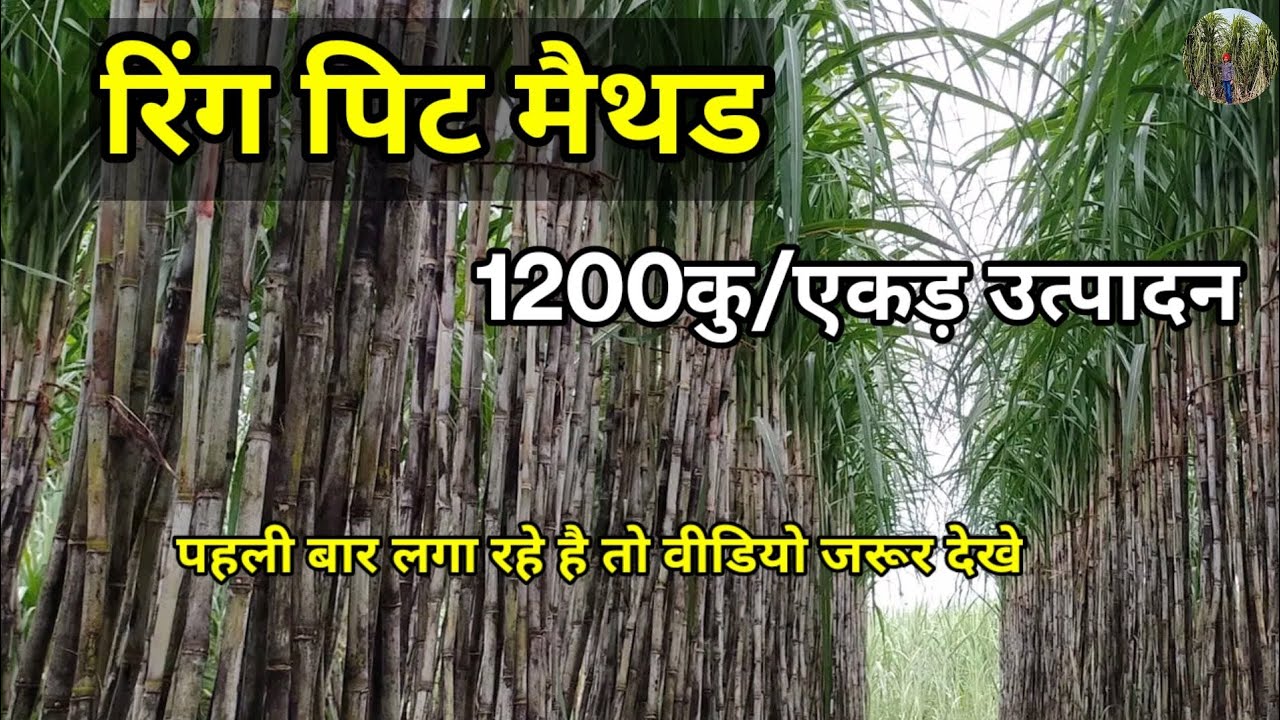 रिंग पिट मैथड | Ring pit method | 1200 कु एकड़ उत्पादन