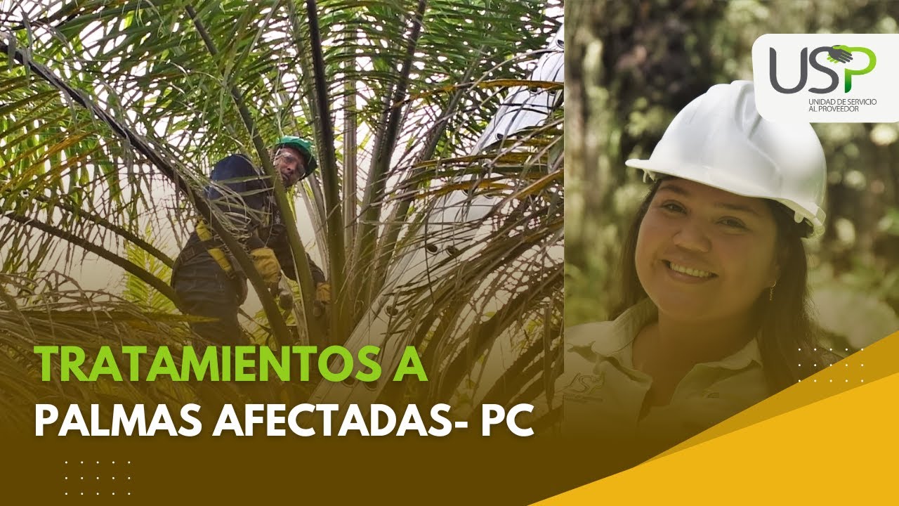 Tratamientos a palmas afectadas por PC