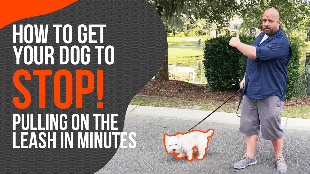 Leash Training- How to Stop Leash Pulling Immediately