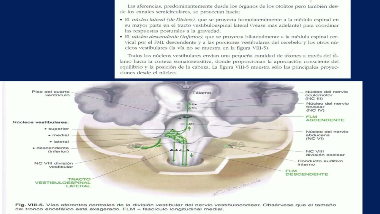 8vo Par Craneal - NERVIO VESTIBULOCOCLEAR