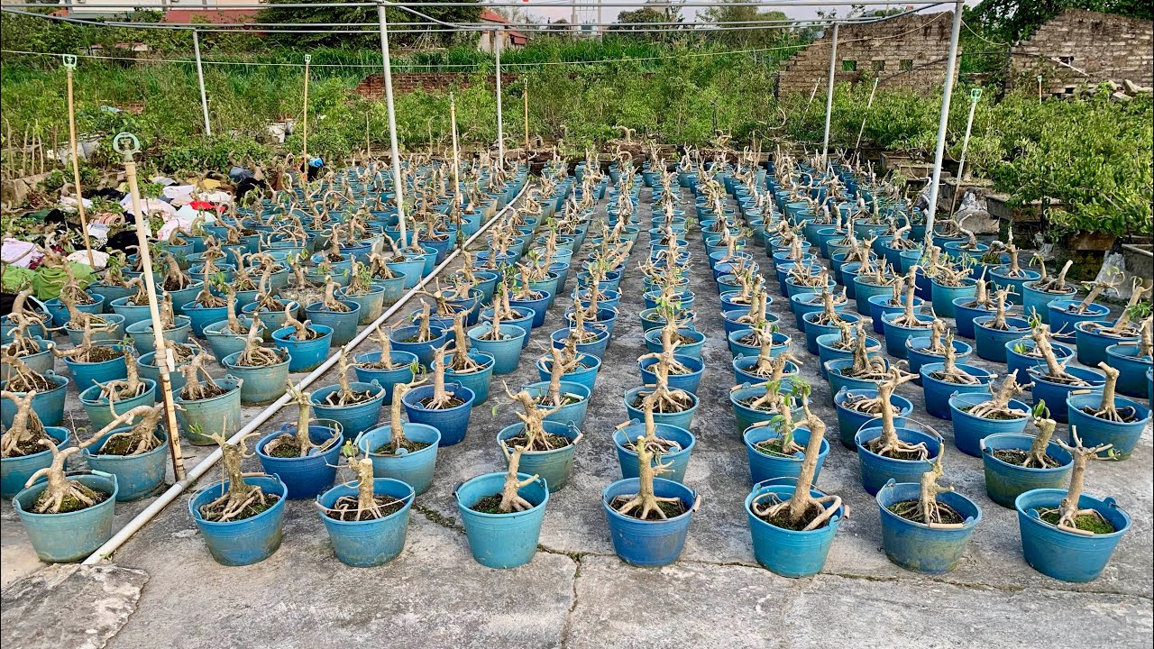 Lạc vào rừng phôi sanh đẹp 