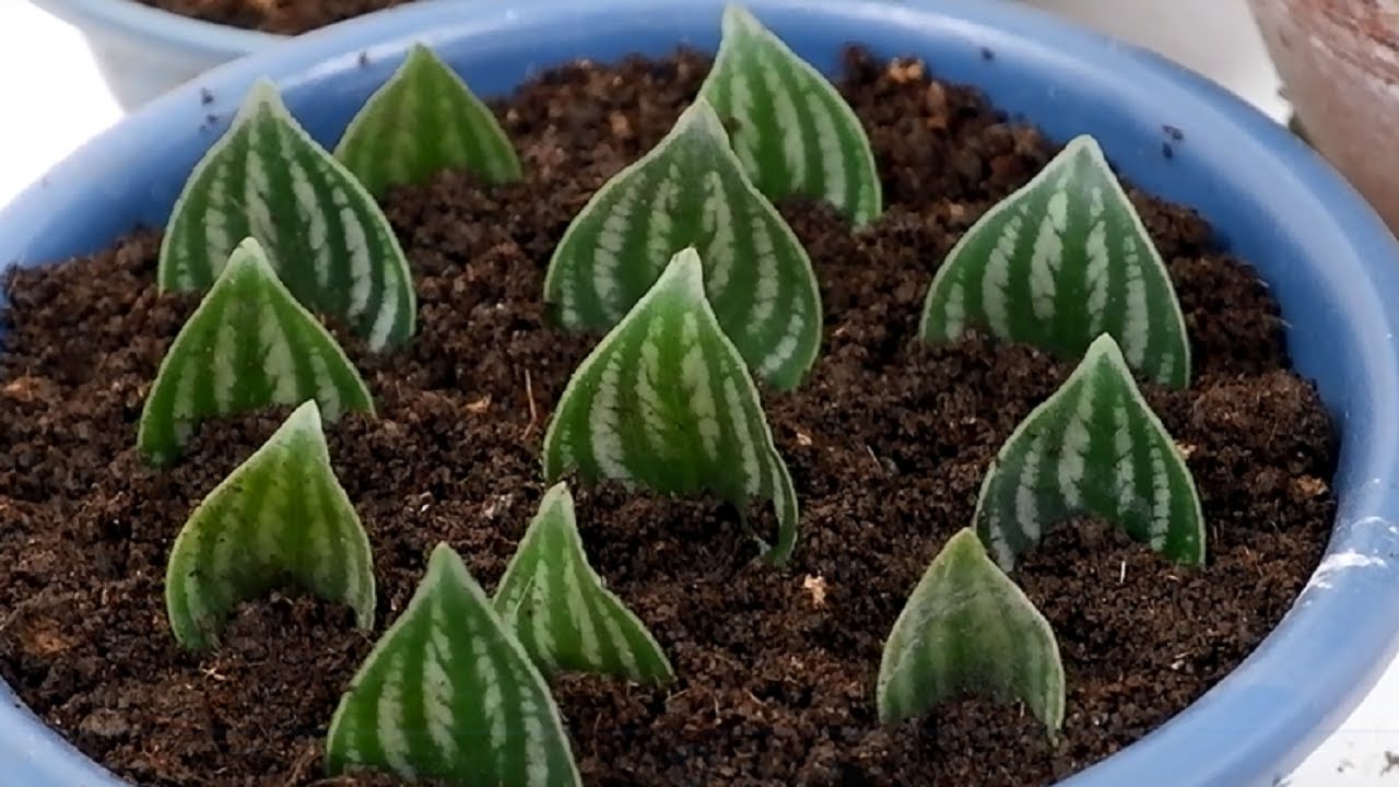 I Tried to Propagate Peperomia Argyreia or Watermelon Peperomia in Soil and Water from Leaf Cuttings