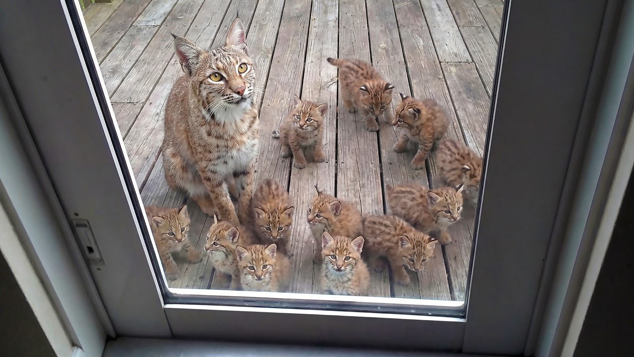 Mother Bobcat Gives Birth on Woman’s Porch—Then Brings Her a Shocking Surprise